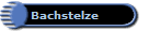 Bachstelze